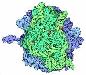 Ribosome illustration from PDB