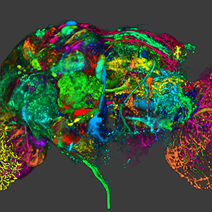 Color coding of the Drosophila brain - image