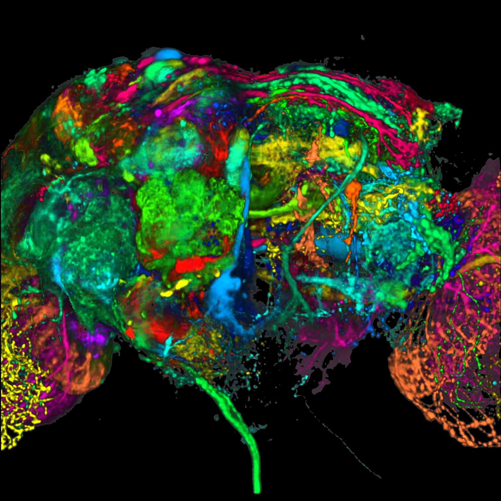 Color coding of the Drosophila brain - black background