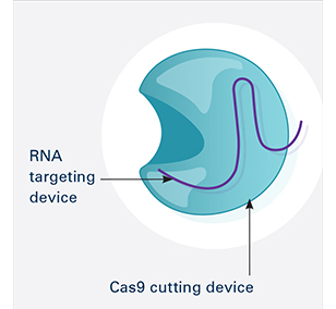 CRISPR Illustration Frame 1