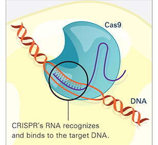 CRISPR Illustration Frame 2