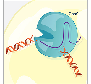 CRISPR Illustration Frame 3