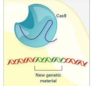 CRISPR Illustration Frame 4