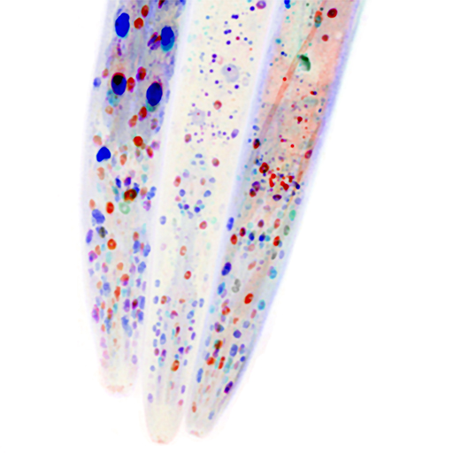 Mosaicism in C. elegans (White Background)