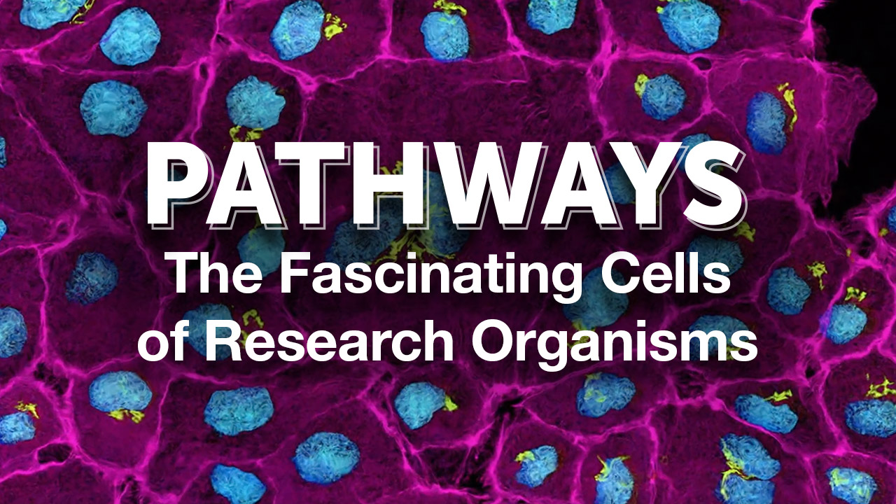 Pathways: The Fascinating Cells of Research Organisms