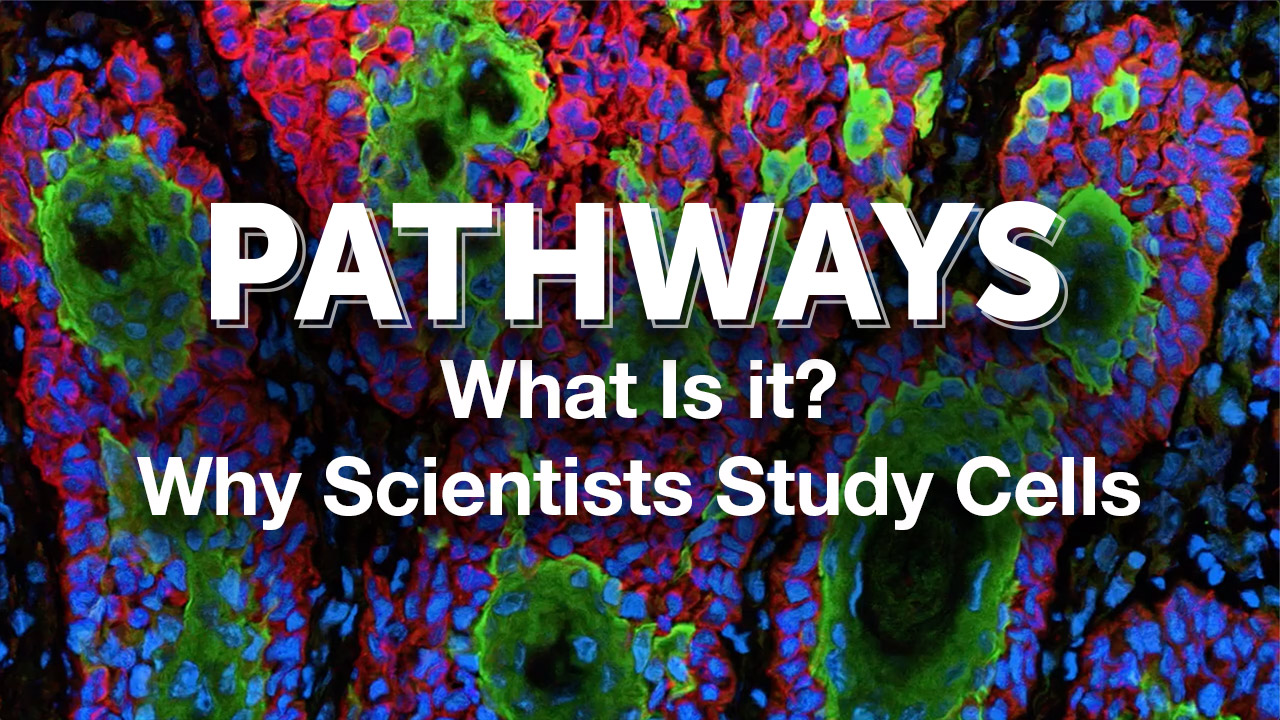 Pathways: What is It? | Why Scientists Study Cells