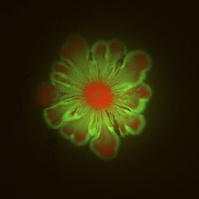 Floral pattern in a mixture of two bacterial species, Acinetobacter baylyi and Escherichia coli, grown on a semi-solid agar for 48 hours (photo 1)