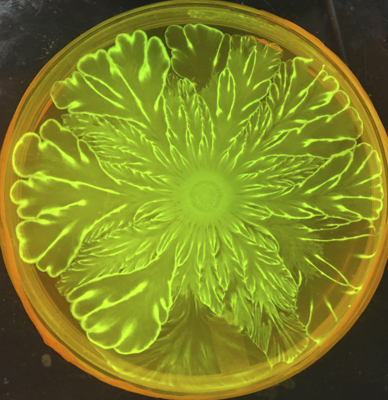 Floral pattern in a mixture of two bacterial species, Acinetobacter baylyi and Escherichia coli, grown on a semi-solid agar for 72 hour