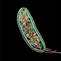 Cryo-electron tomography of a Caulobacter bacterium 