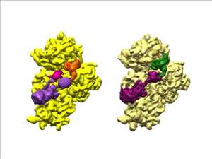 Bacterial ribosome assembly 