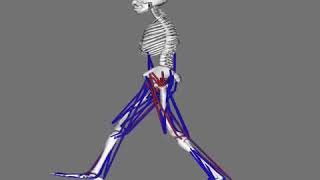 Simulation of leg muscles moving