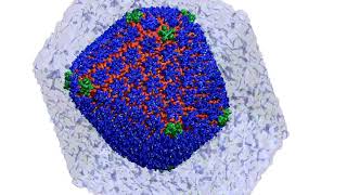 Atomic-level structure of the HIV capsid