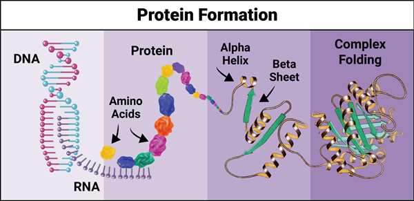 Protein formation
