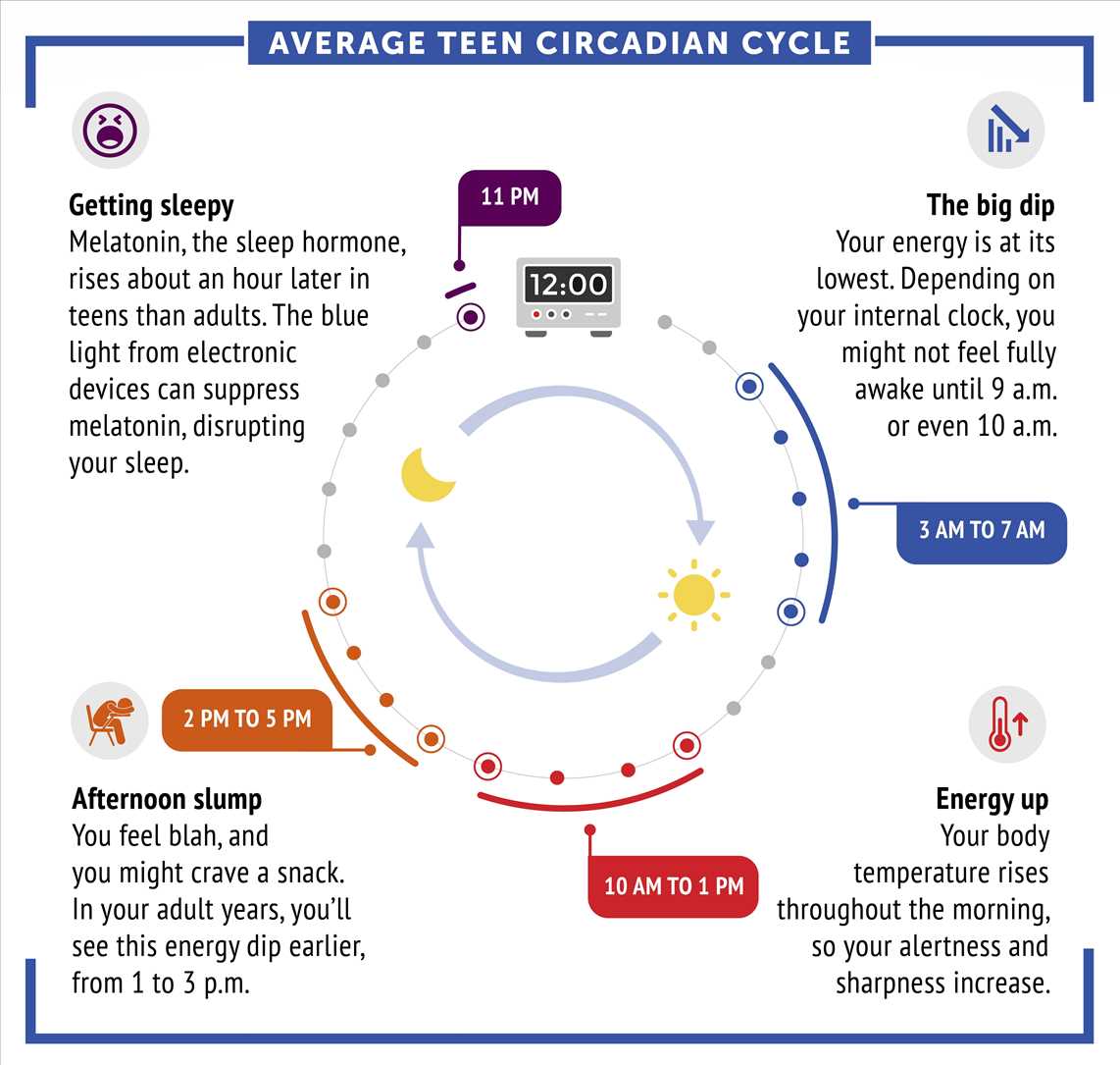 Average teen circadian cycle