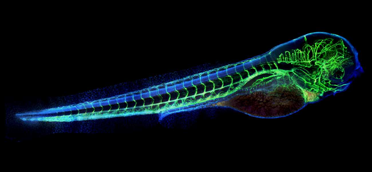 Zebrafish embryo showing vasculature