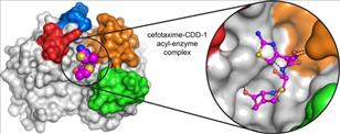 Space-filling model of a cefotaxime-CCD-1 complex