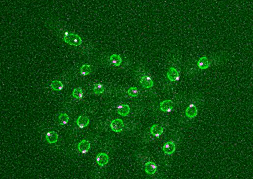 Dividing yeast cells with nuclear envelopes and spindle pole bodies