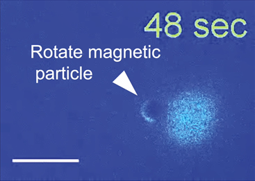 Magnetic Janus particle activating a T cell