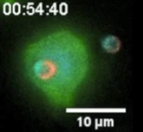 “Two-faced” Janus particle activating a macrophage
