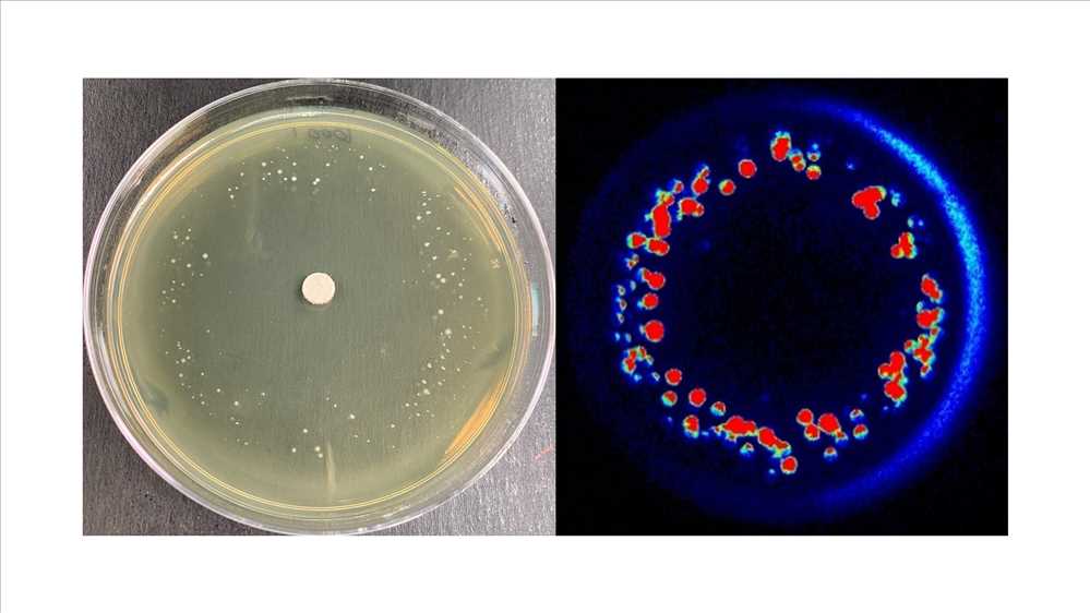 Antibiotic-surviving bacteria