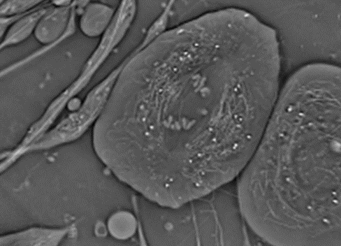 Crane fly spermatocyte undergoing meiosis