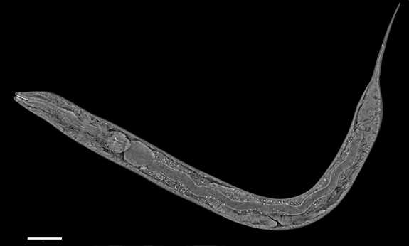 C. elegans showing internal structures