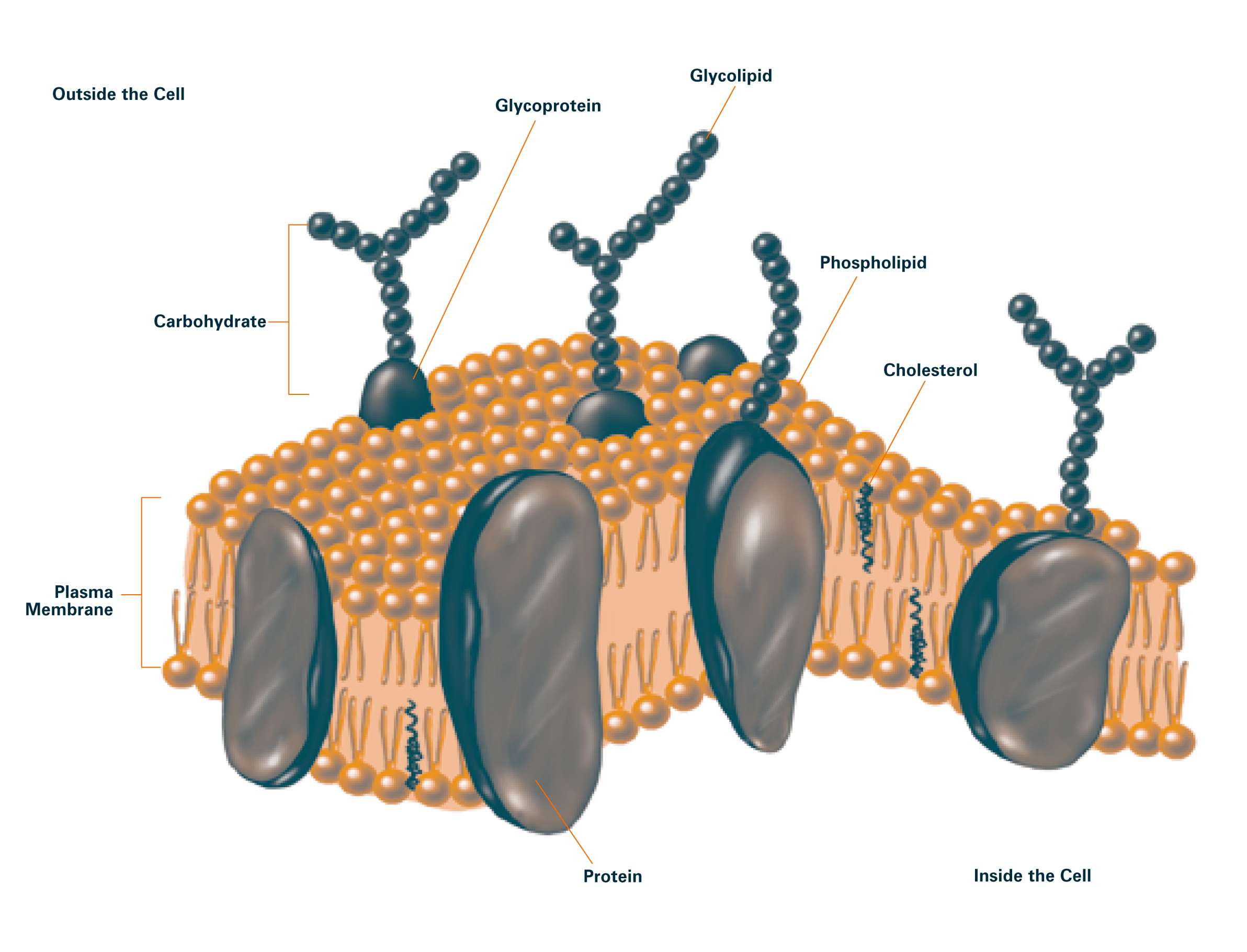 cell membrane diagram worksheet