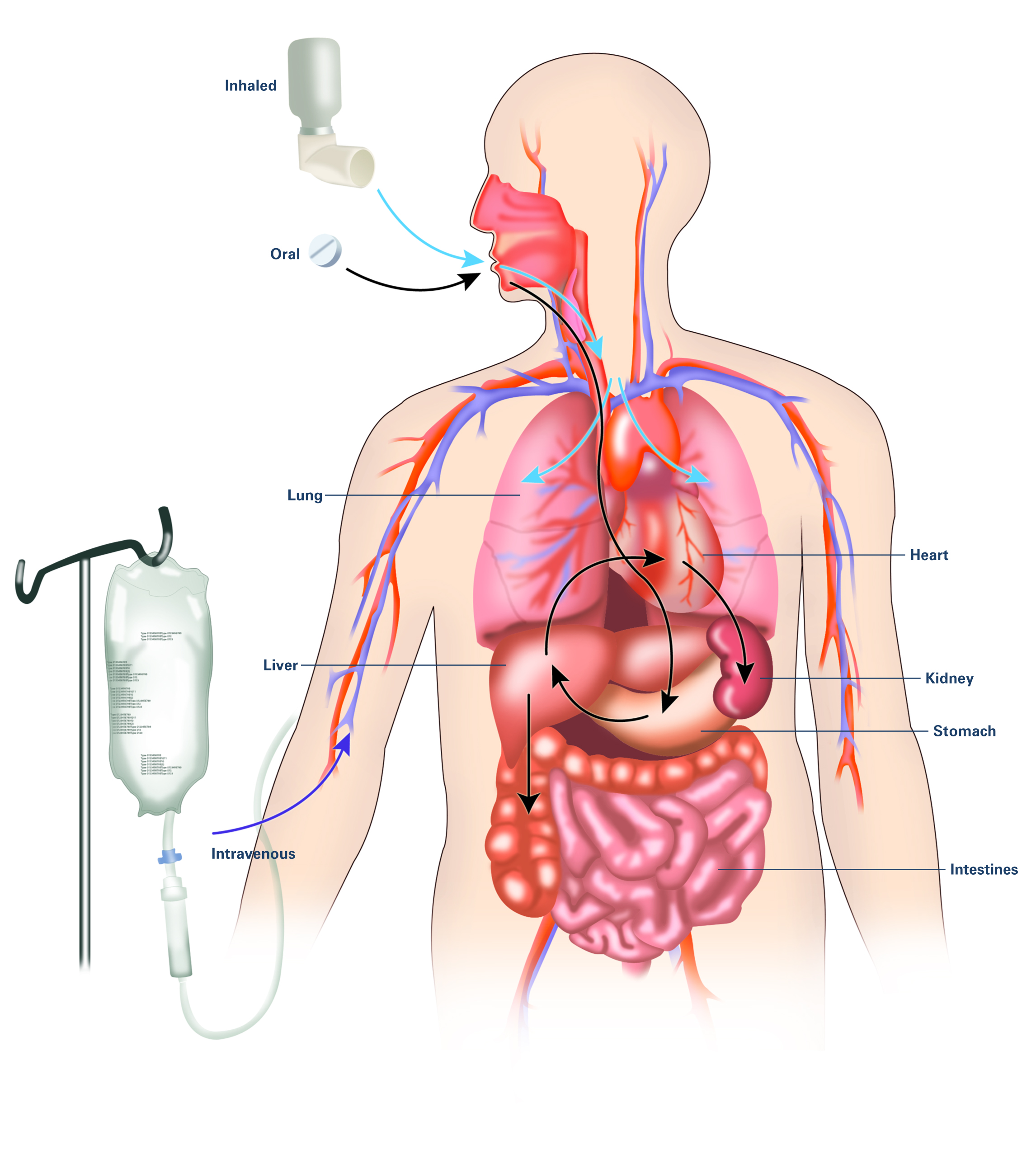 drug absorption in the body