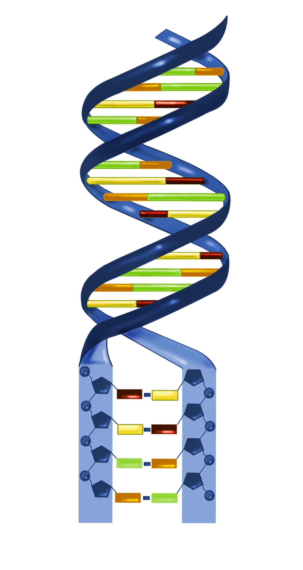 dna structure unlabeled