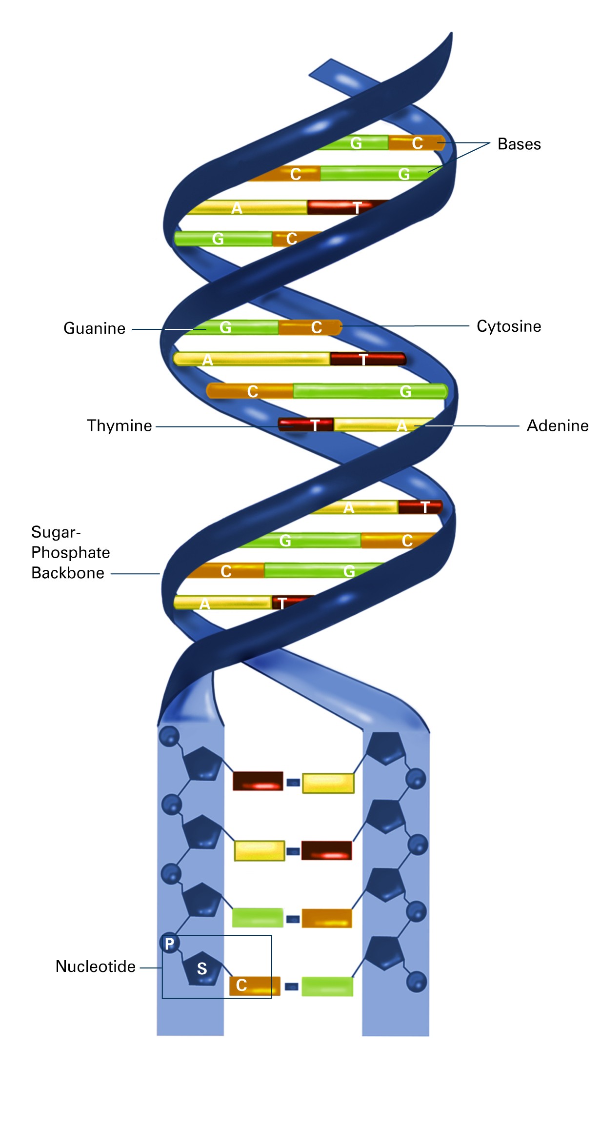 Dna nucleotides как скрафтить