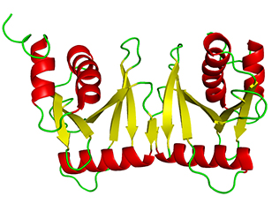 tRNA splicing enzyme endonuclease in humans