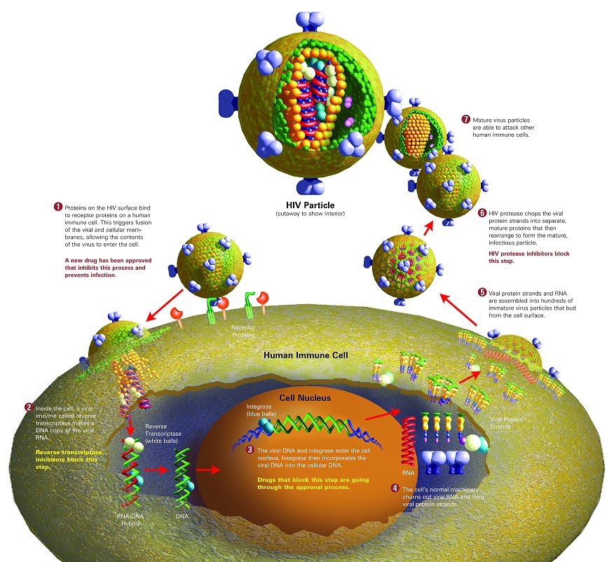 Life of an AIDS virus (with labels and stages)