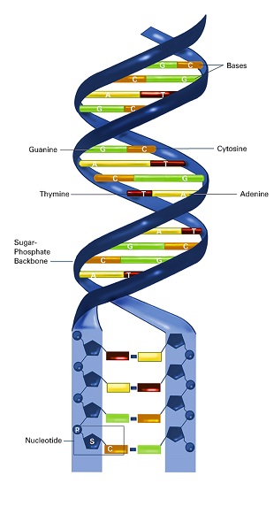 Nucleotides make up DNA (with labels)