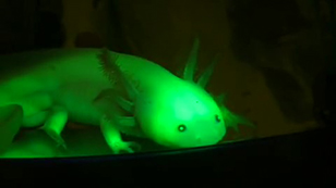 Glow-in-the-dark salamanders