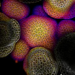 Flower-forming cells in a small plant related to cabbage (Arabidopsis)