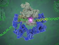 TFIID complex binds DNA to start gene transcription