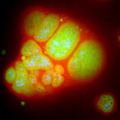 Nucleolus subcompartments spontaneously self-assemble 1