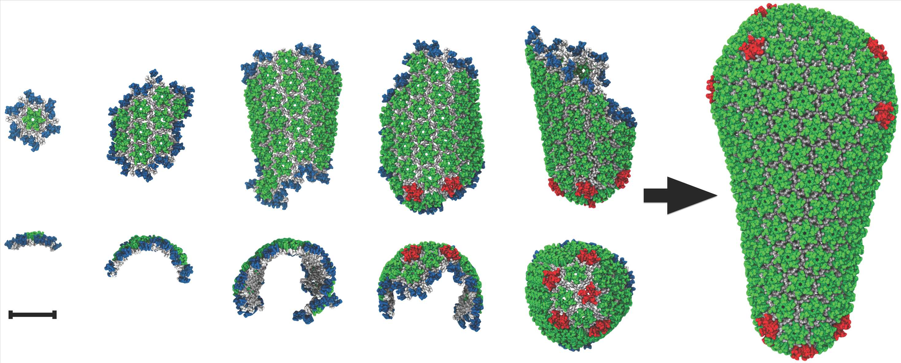 Assembly of the HIV capsid