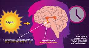 Circadian rhythms and the SCN 