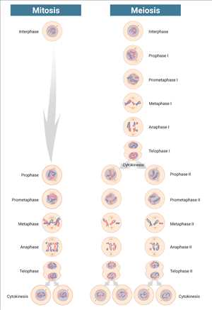Mitosis and meiosis compared-labeled