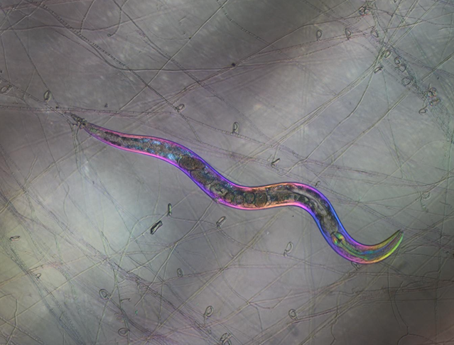 C. elegans trapped by carnivorous fungus